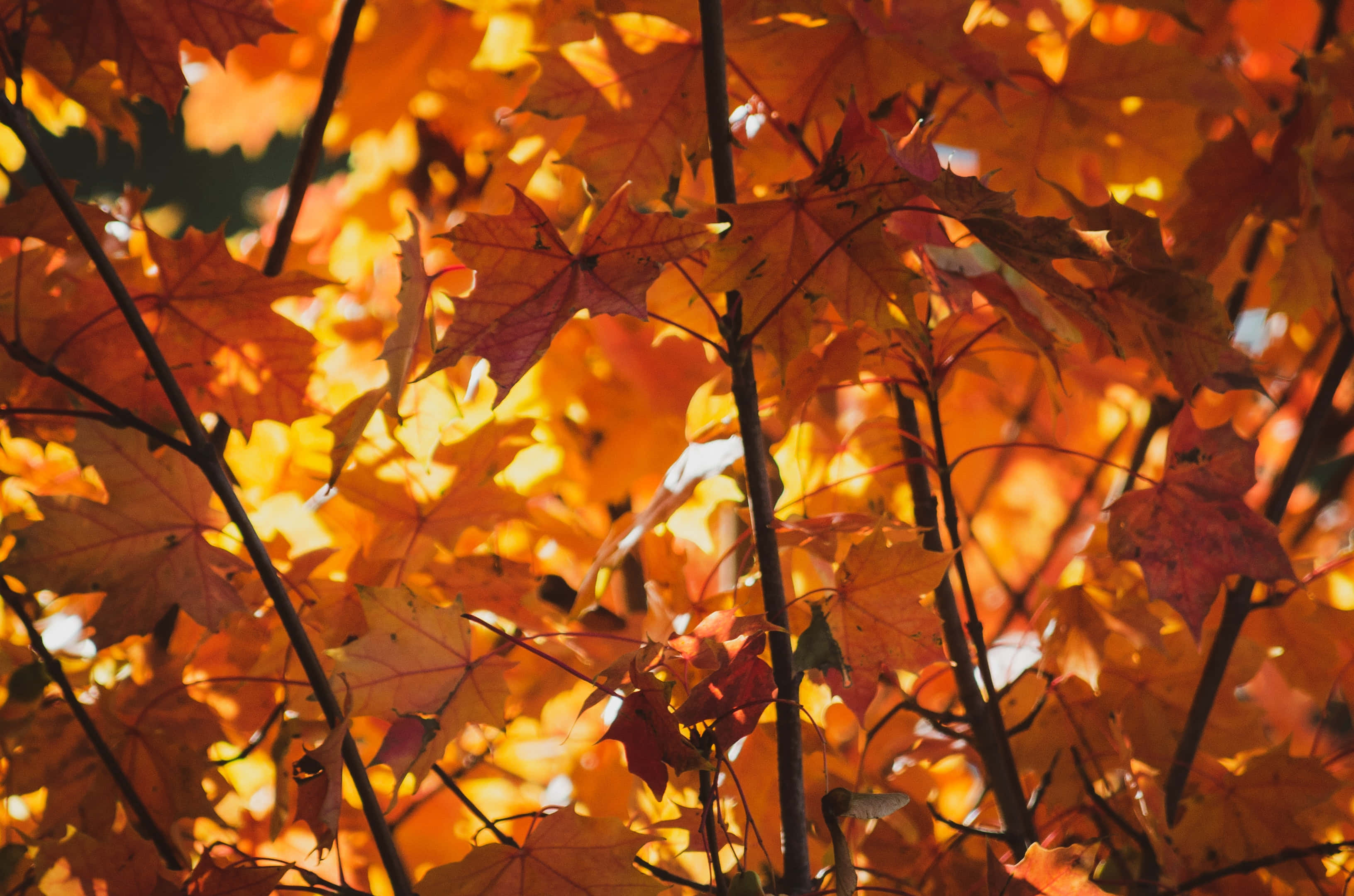 Autumn Foliage Wallpaper
