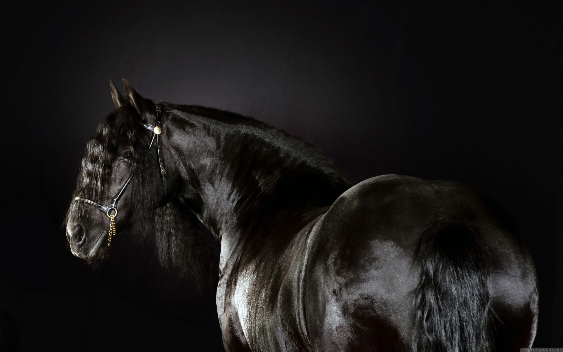 Black Animals Horses Friesian Horse Race Wallpaper Background