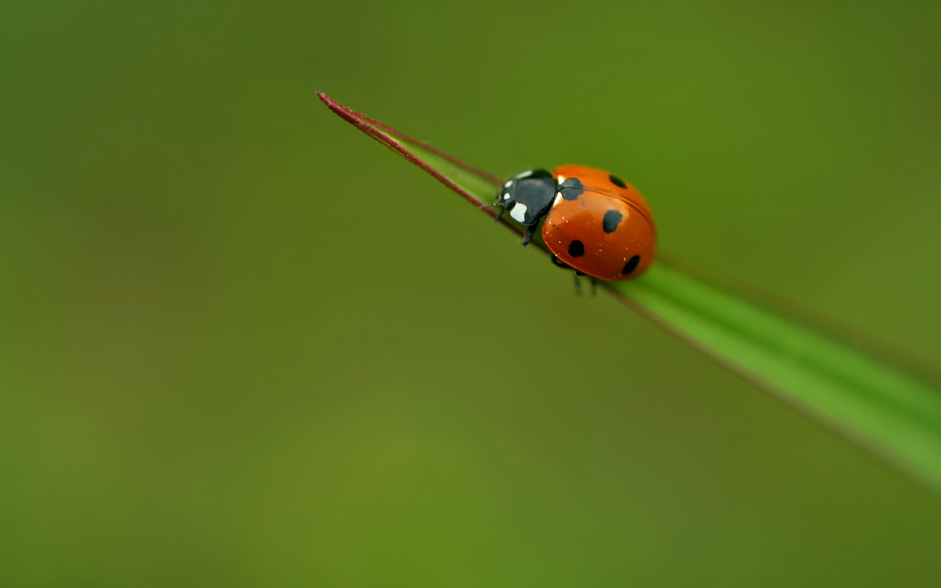 Little Ladybug Wallpaper For Desktop Wallpaperlepi