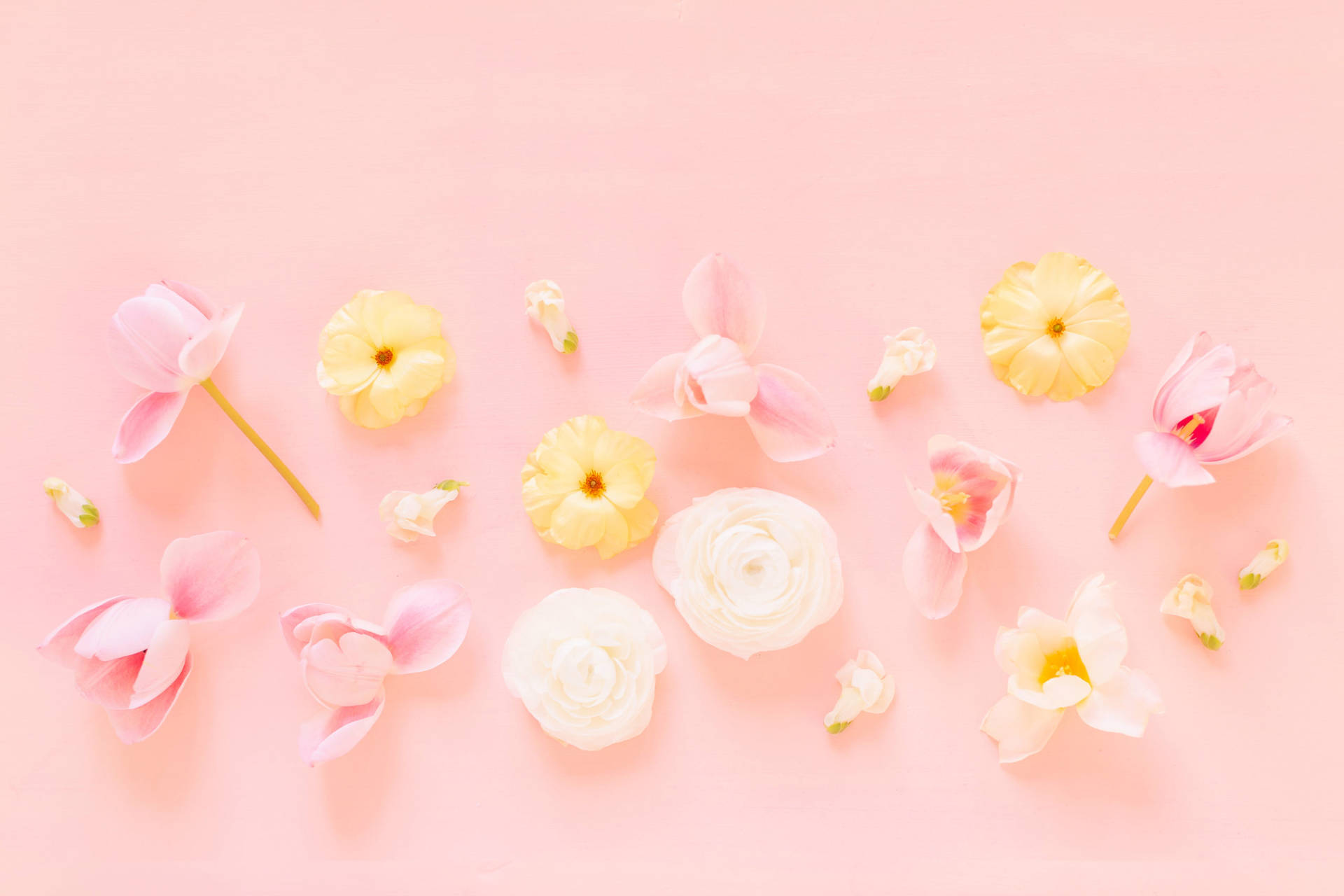 Pastel Pink Wallpaper