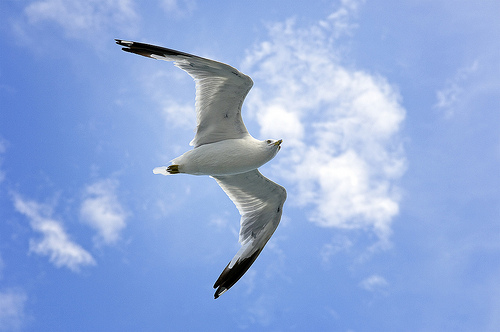 Single Sea Gull Flying Against Background Of Blue Sky And White Clouds