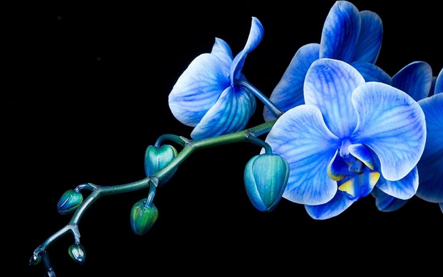 Orchids  Adorable Q Background of Orchids 48 Orchids Orchids in Water HD  phone wallpaper  Pxfuel