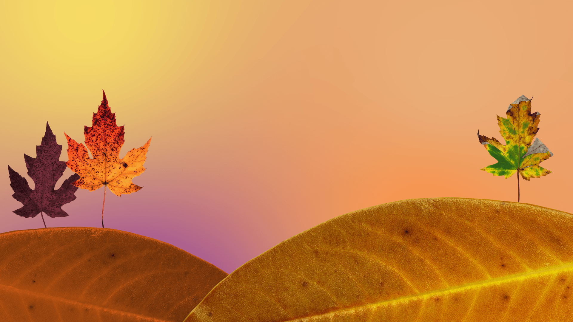 Fall Leaves Background Graphics Wallpaper