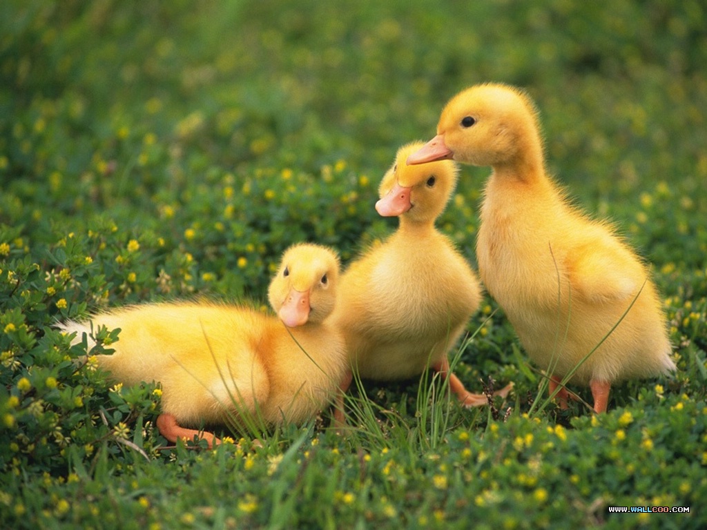 Wallpaper Index Pets Baby Chick And Duckling13
