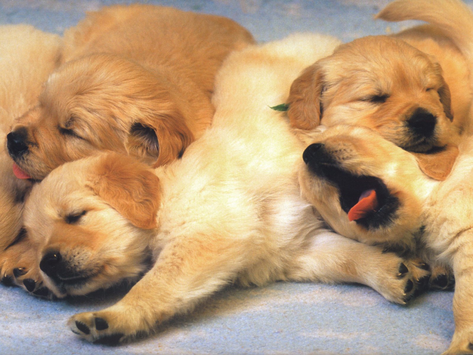  A Pile Of Puppies   dog puppies wallpaper computer desktop 1600x1200