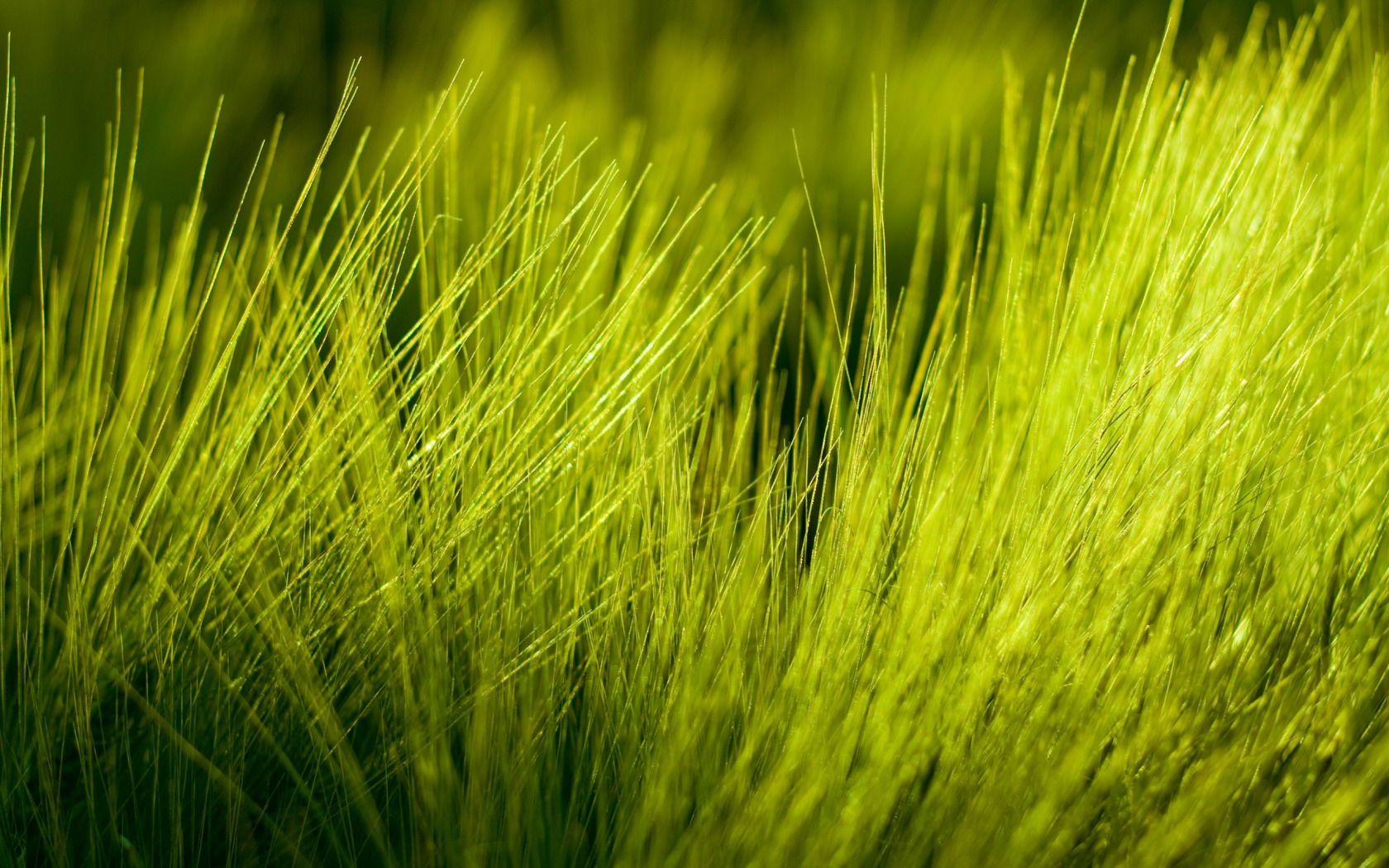 Green Nature Wallpaper 1680x1050 Green Nature Photography Grass