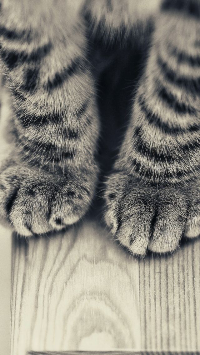 Furry Paws iPhone Wallpaper