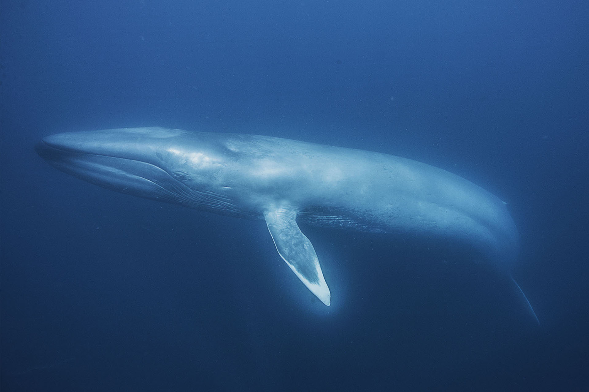 Blue Whale Pics Full HD Pictures