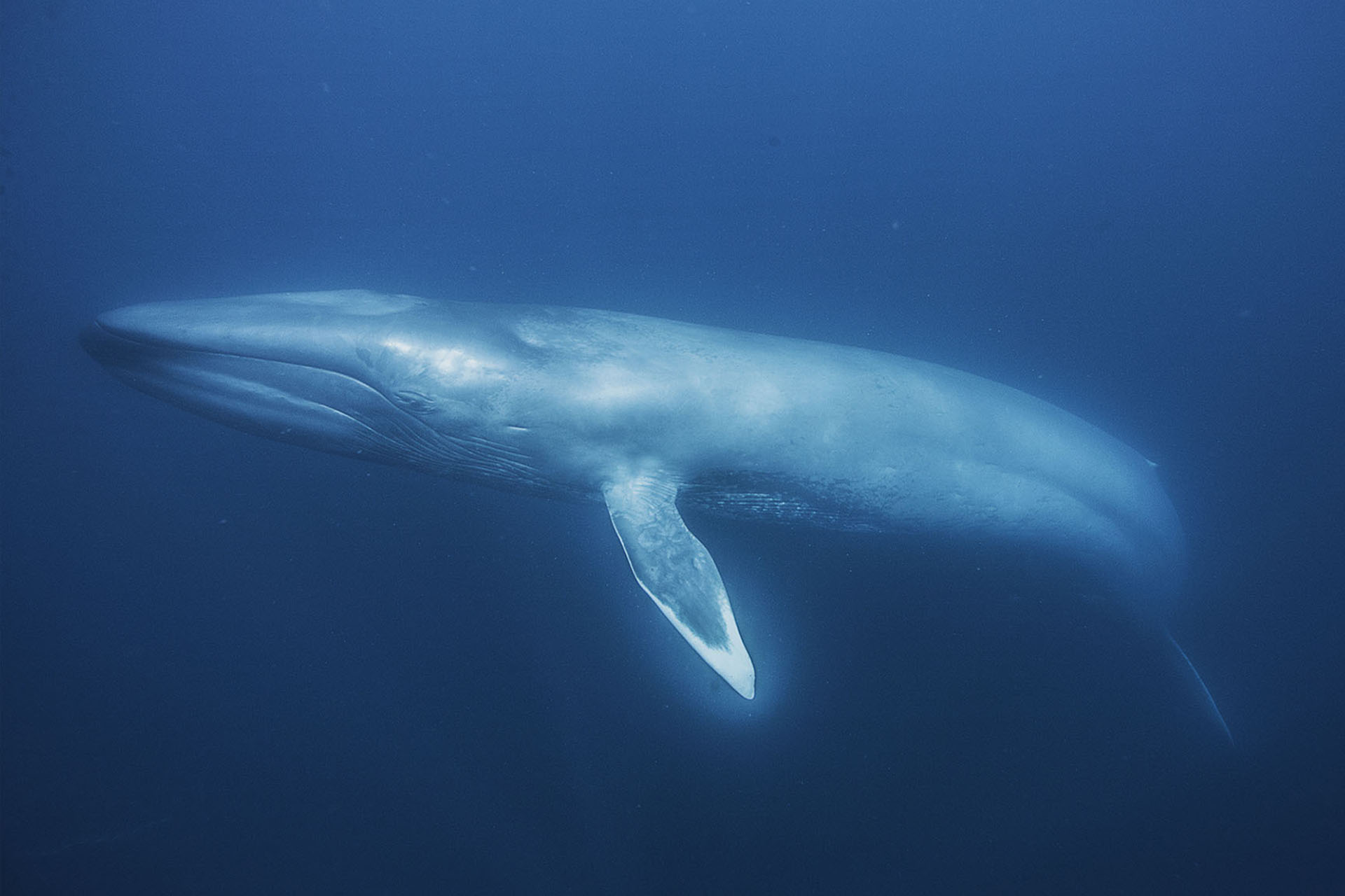 Blue Whale Pics Full Hd Pictures