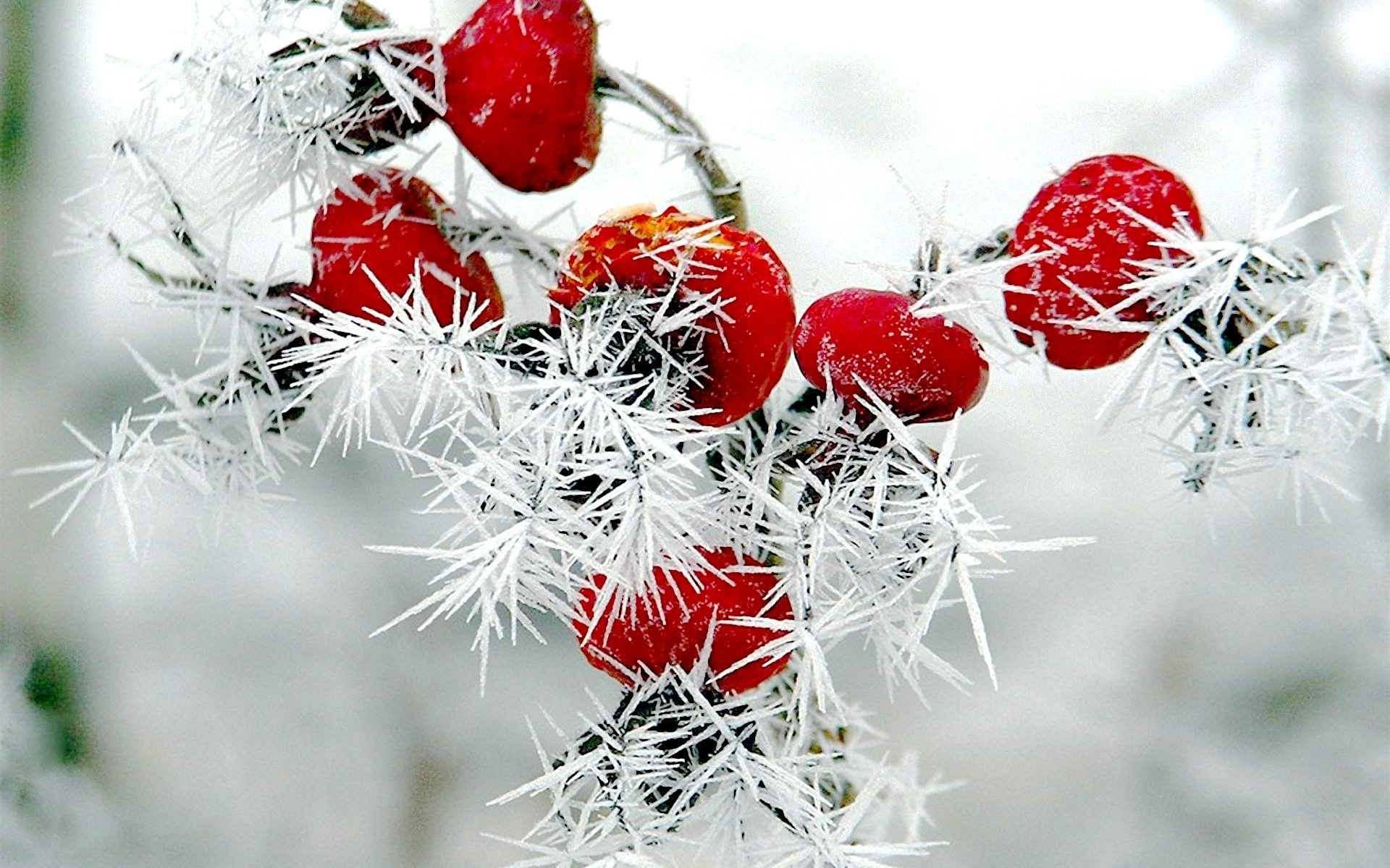 nature Winter Red Berries Rose Hips Snow Frost Wallpapers