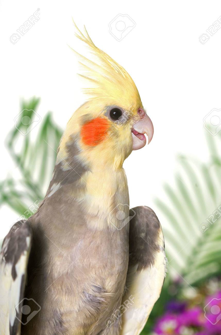 Gray Cockatiel In Front Of White Background Stock Photo Picture