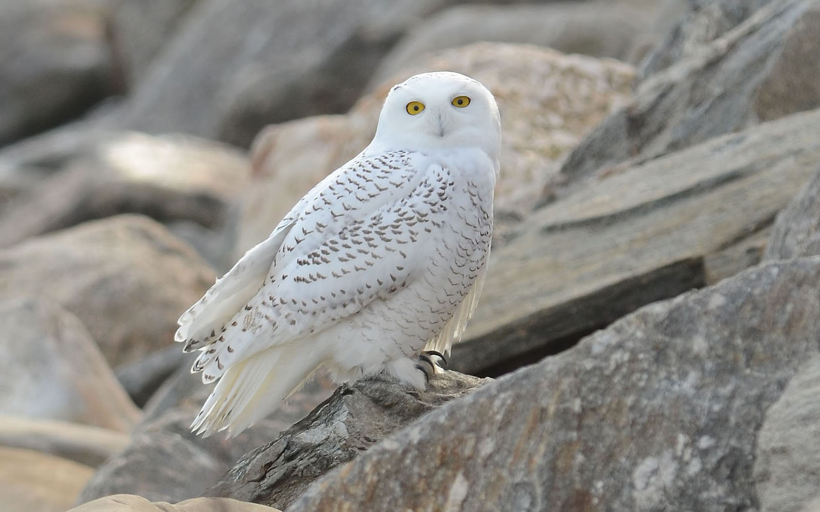 Tag White Owl Wallpaper Background Photos Image Andpictures For