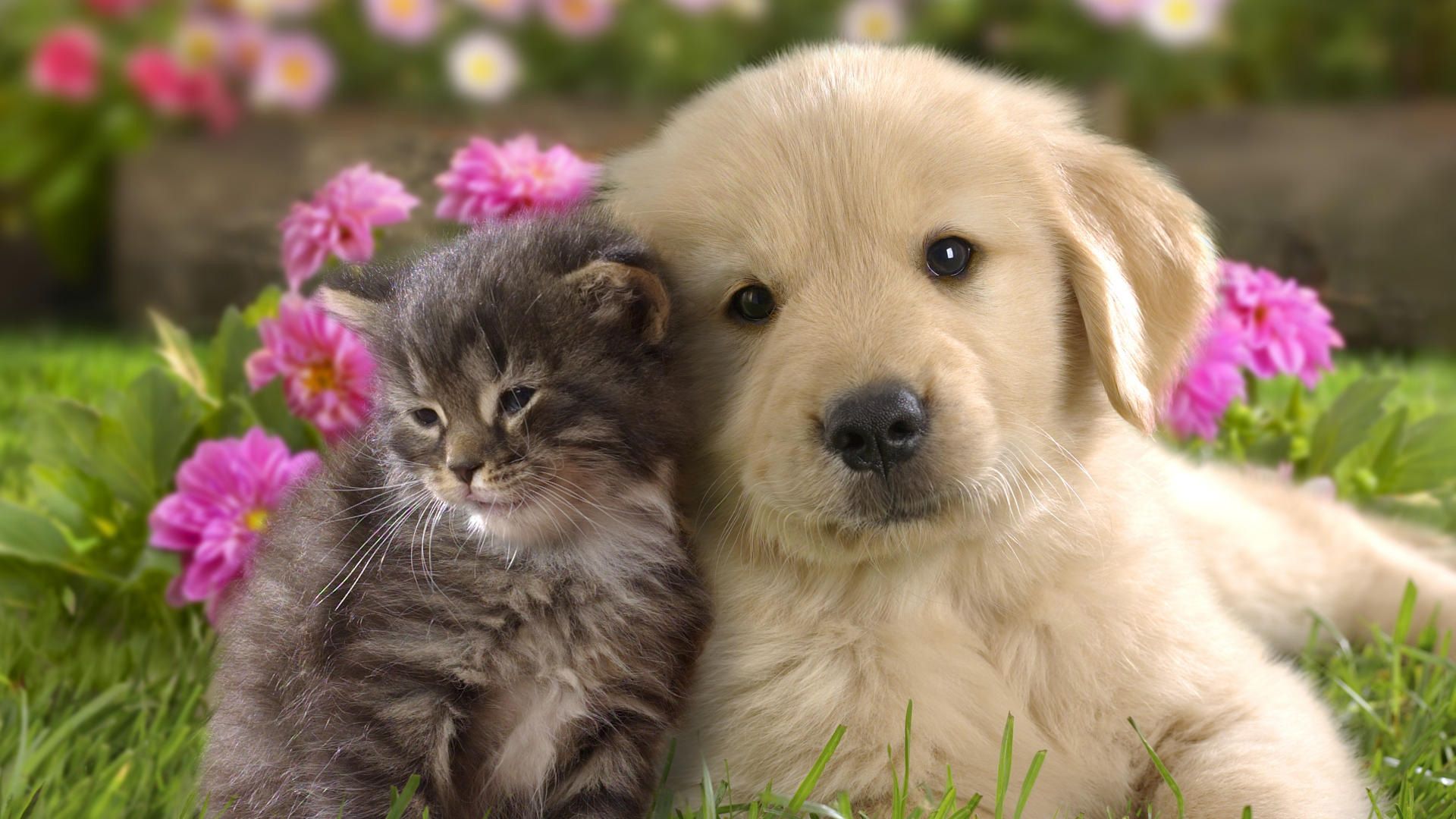 Dog Wallpaper Cute Cat And Yorkshire Terrier