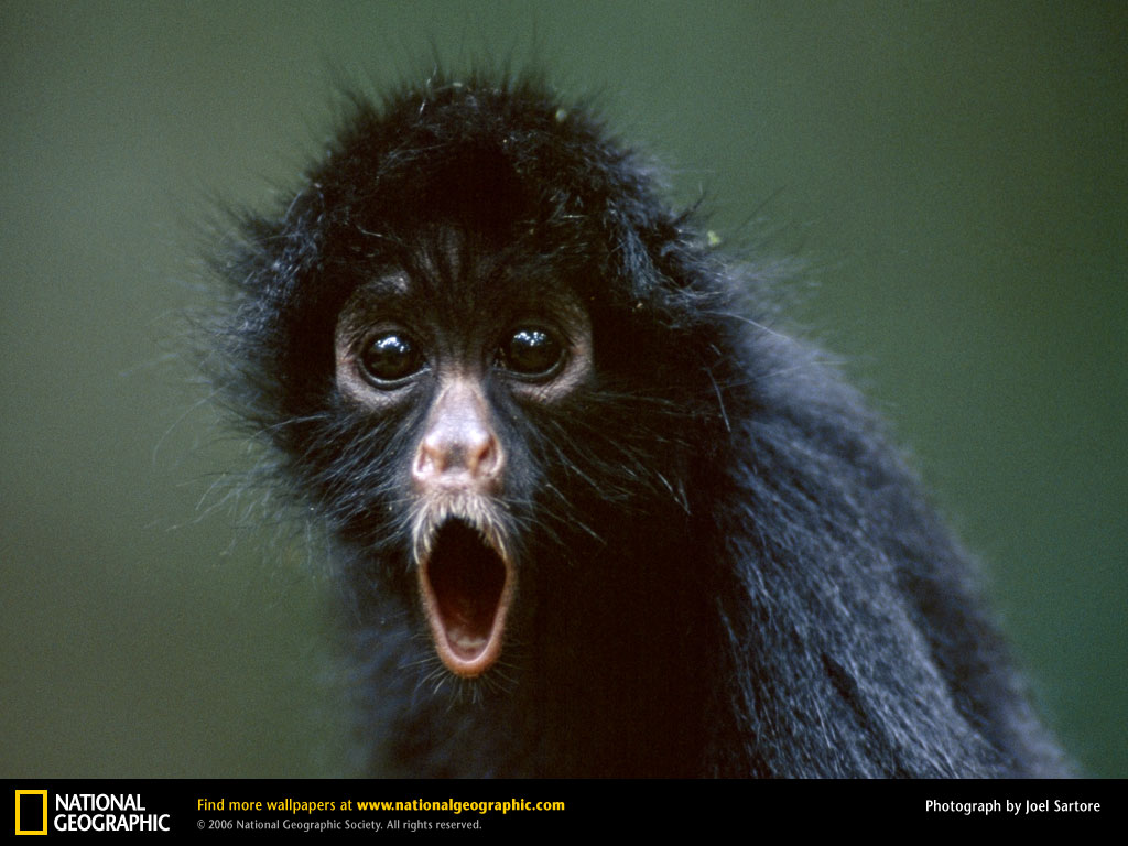 Monkey Picture Spider Desktop Wallpaper