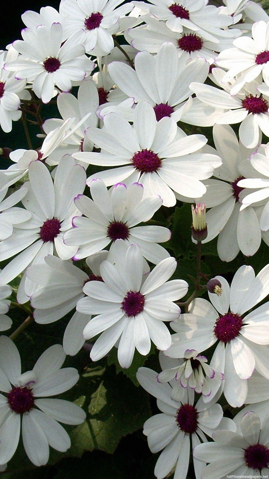 White Flower iPhone Wallpaper On