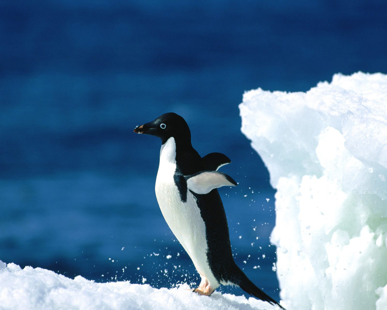 Penguins Wallpaper Animal