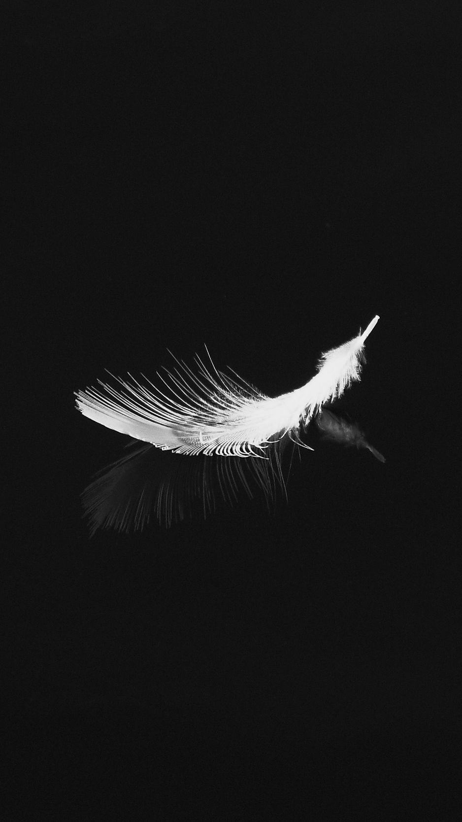 Wallpaper Feather Reflection White Bw