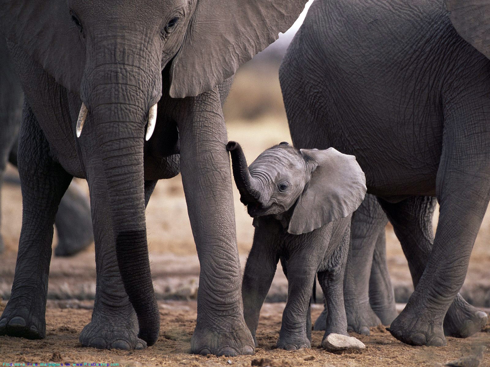 The Big African Elephants With Cute Elephant Calf Wild Animals