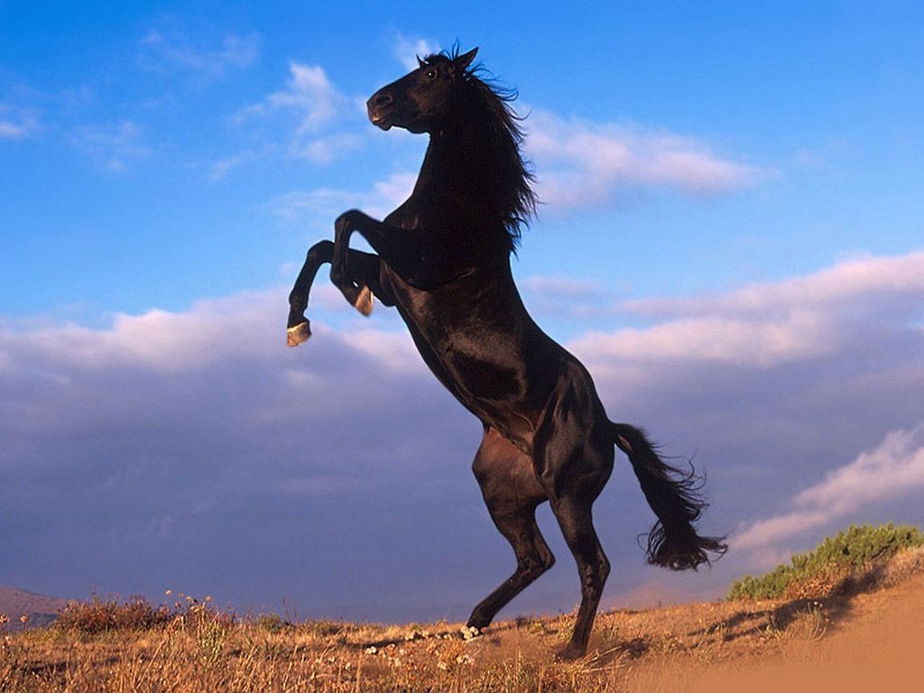 Beautiful Black Horse Prancing Wallpaper Horses