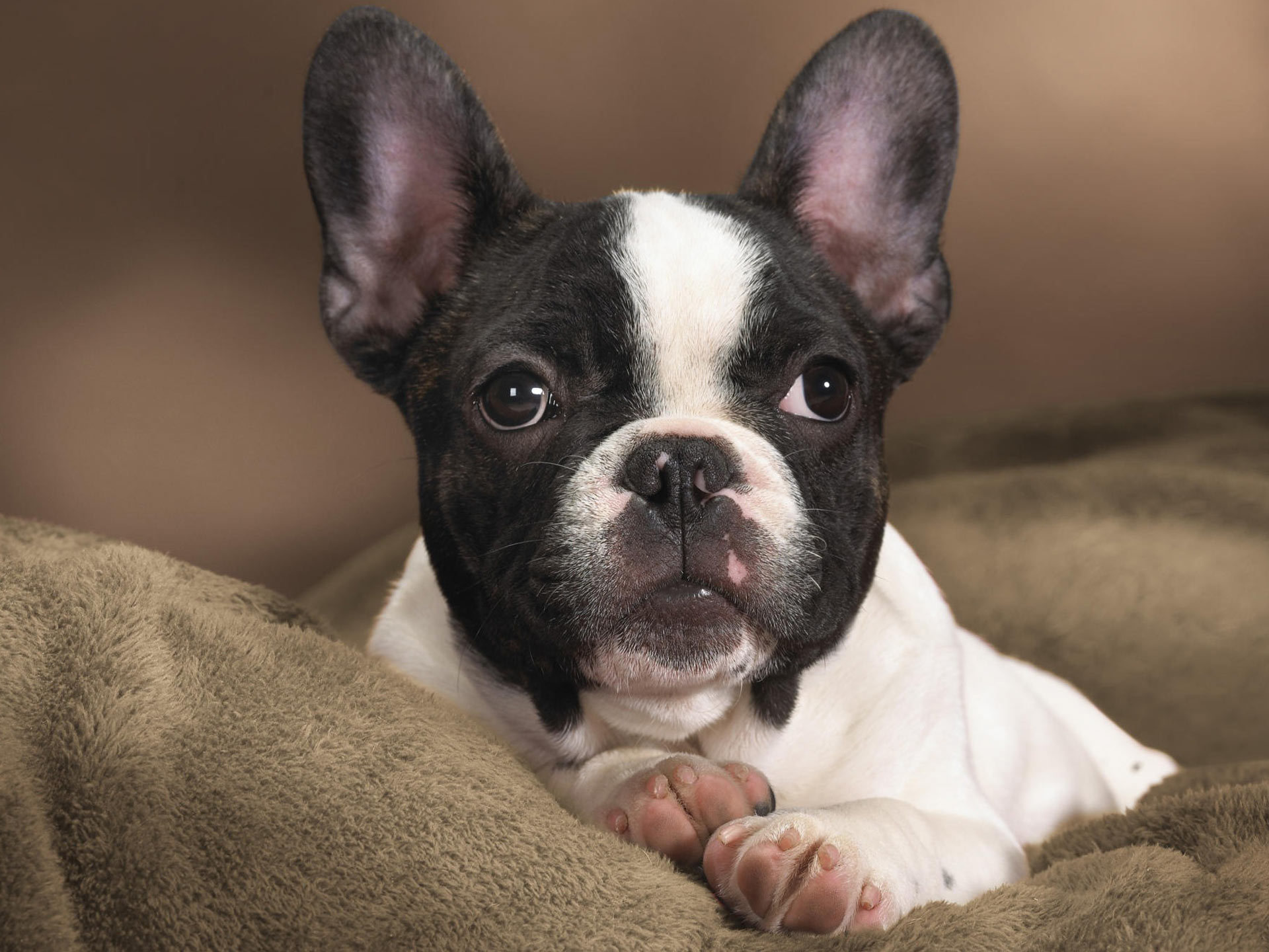 Dogs Image Boston Terrier HD Wallpaper And Background Photos