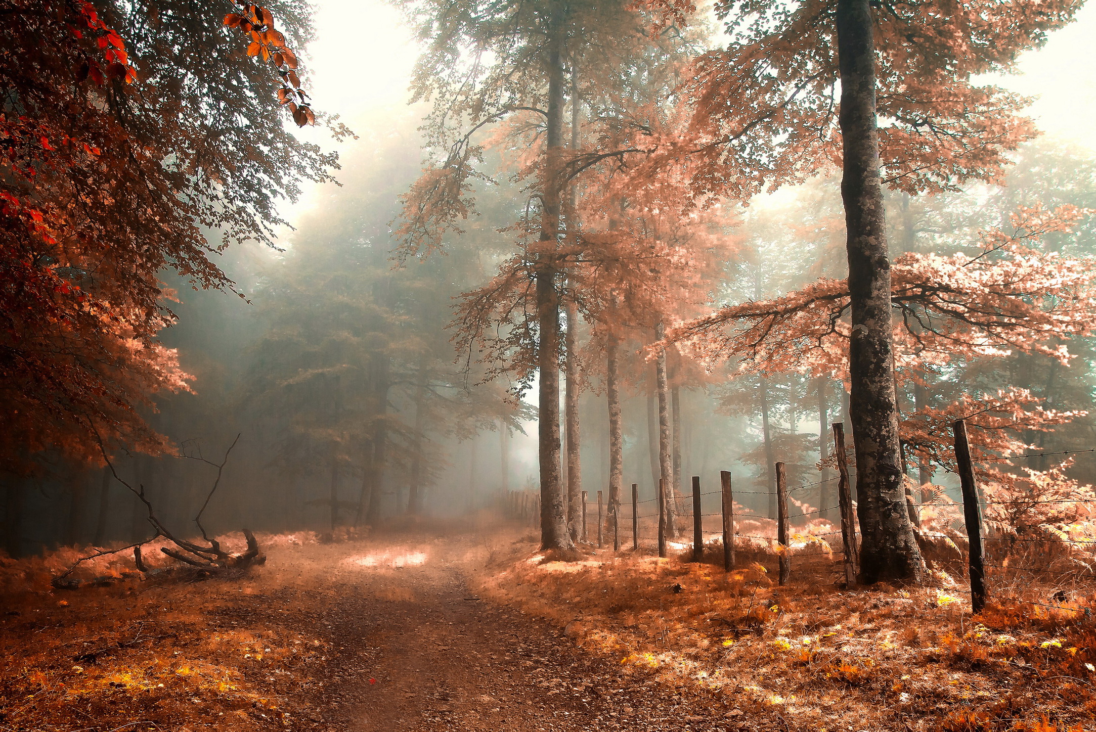 Enchanting Fall Forest Path Wallpaper
