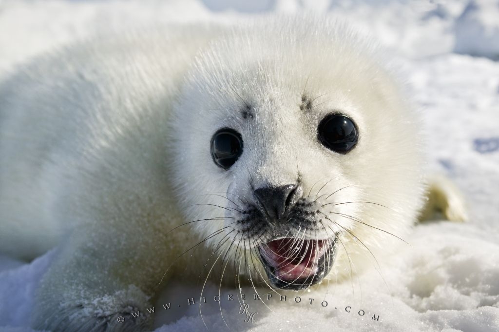 Cute White Coat Harp Seal Baby Pup Photo Information