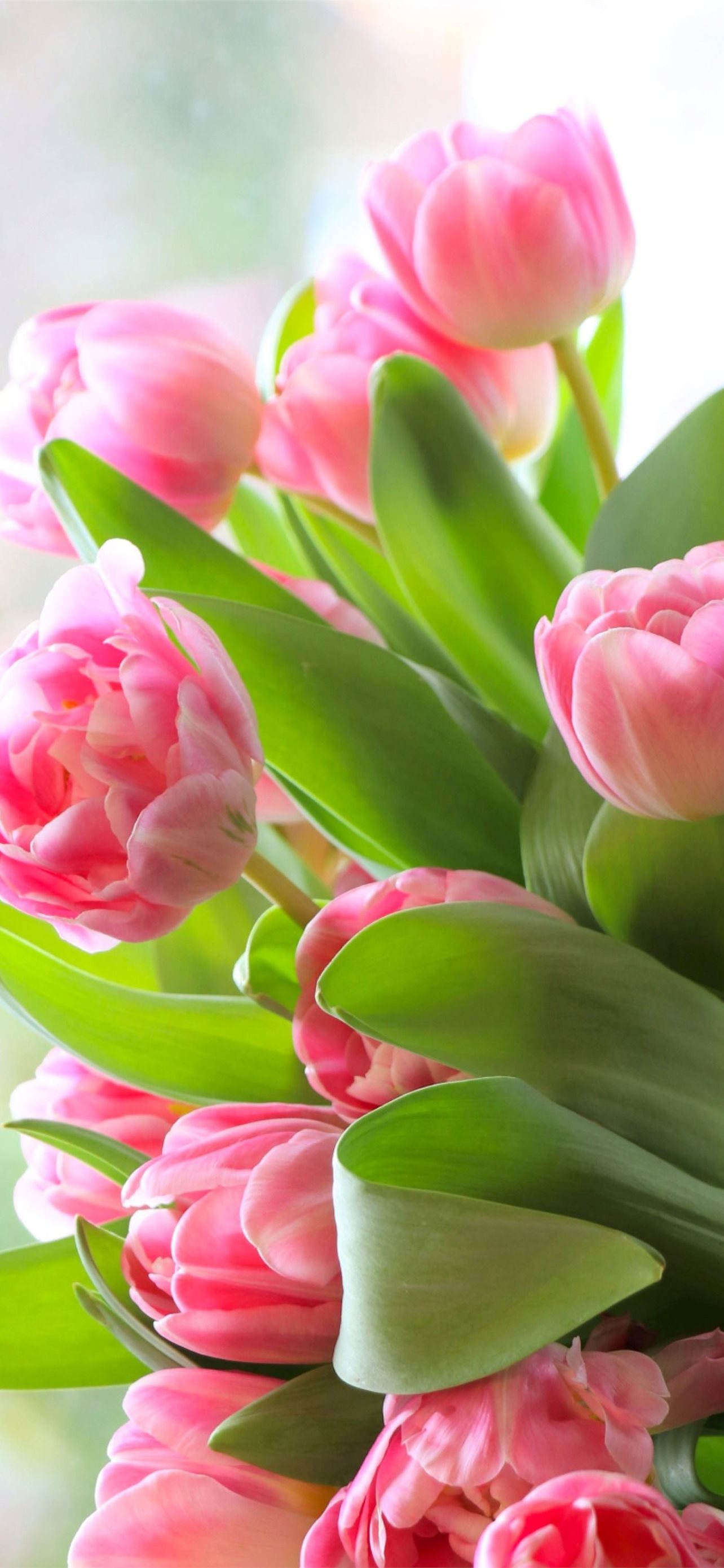 Best Tulip iPhone HD Wallpaper
