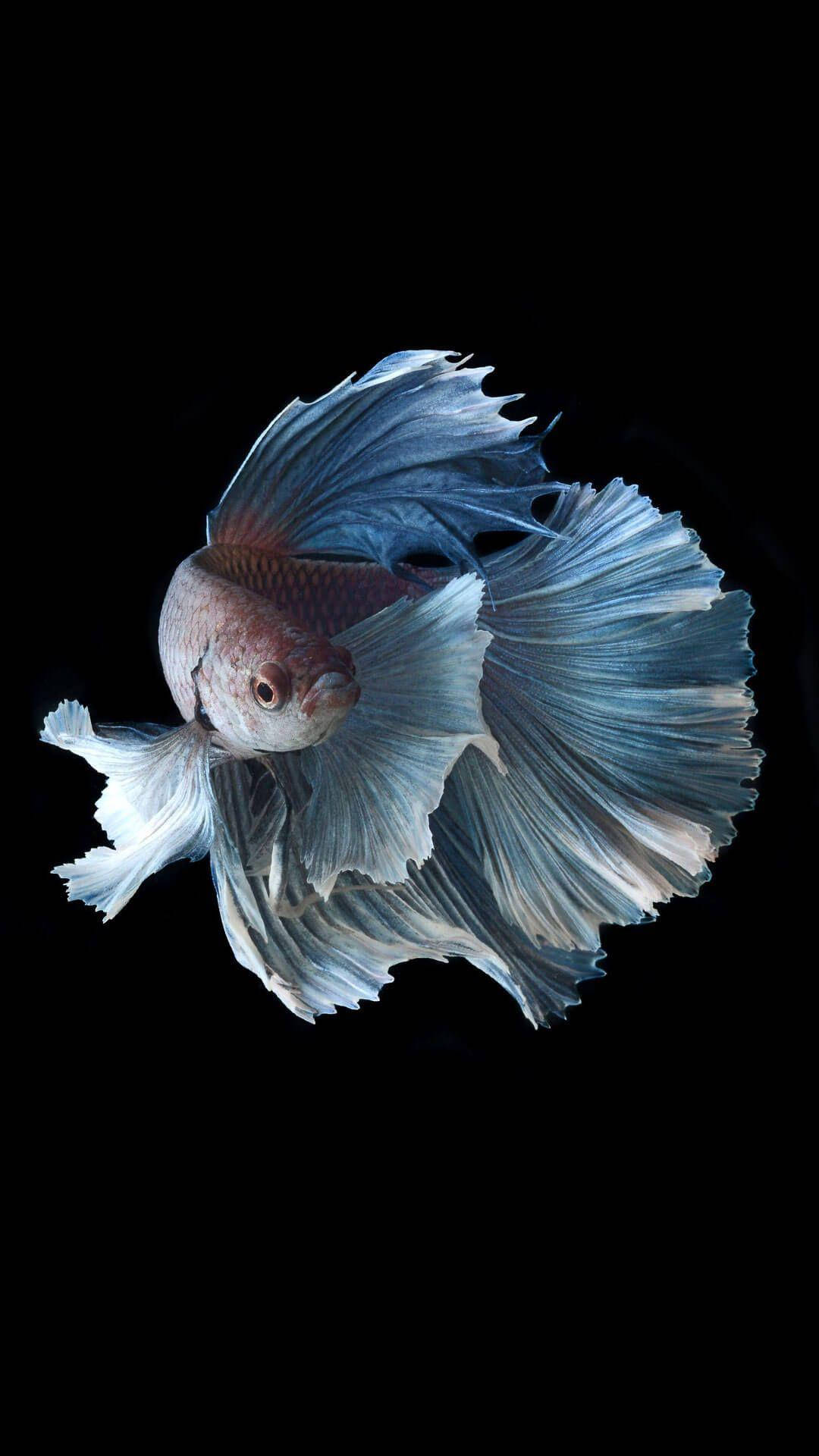 Fish iPhone Wallpaper