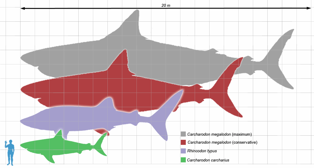 Megalodon Scale Wallpaper For iPhone Sharks HD