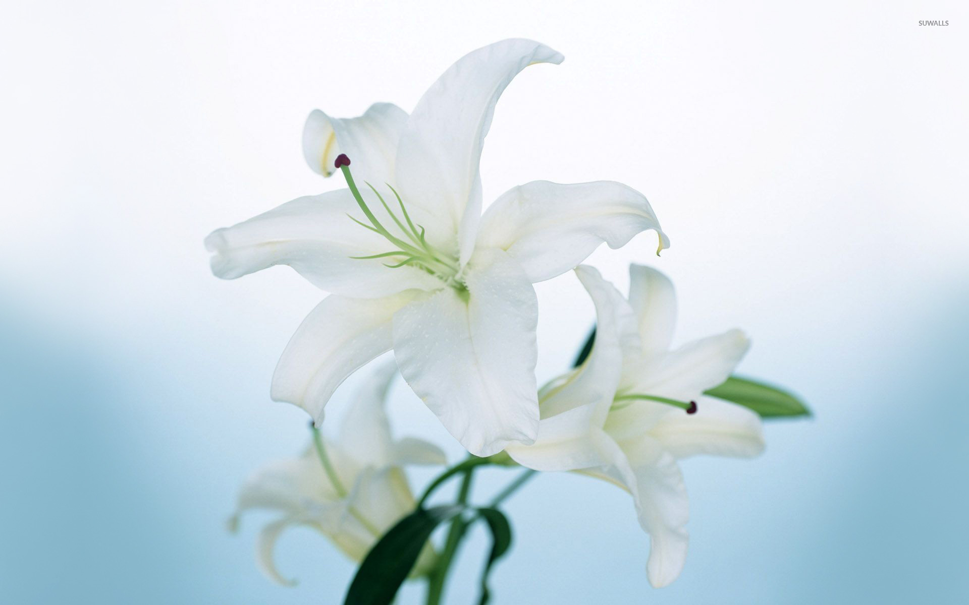 White Lily Wallpaper