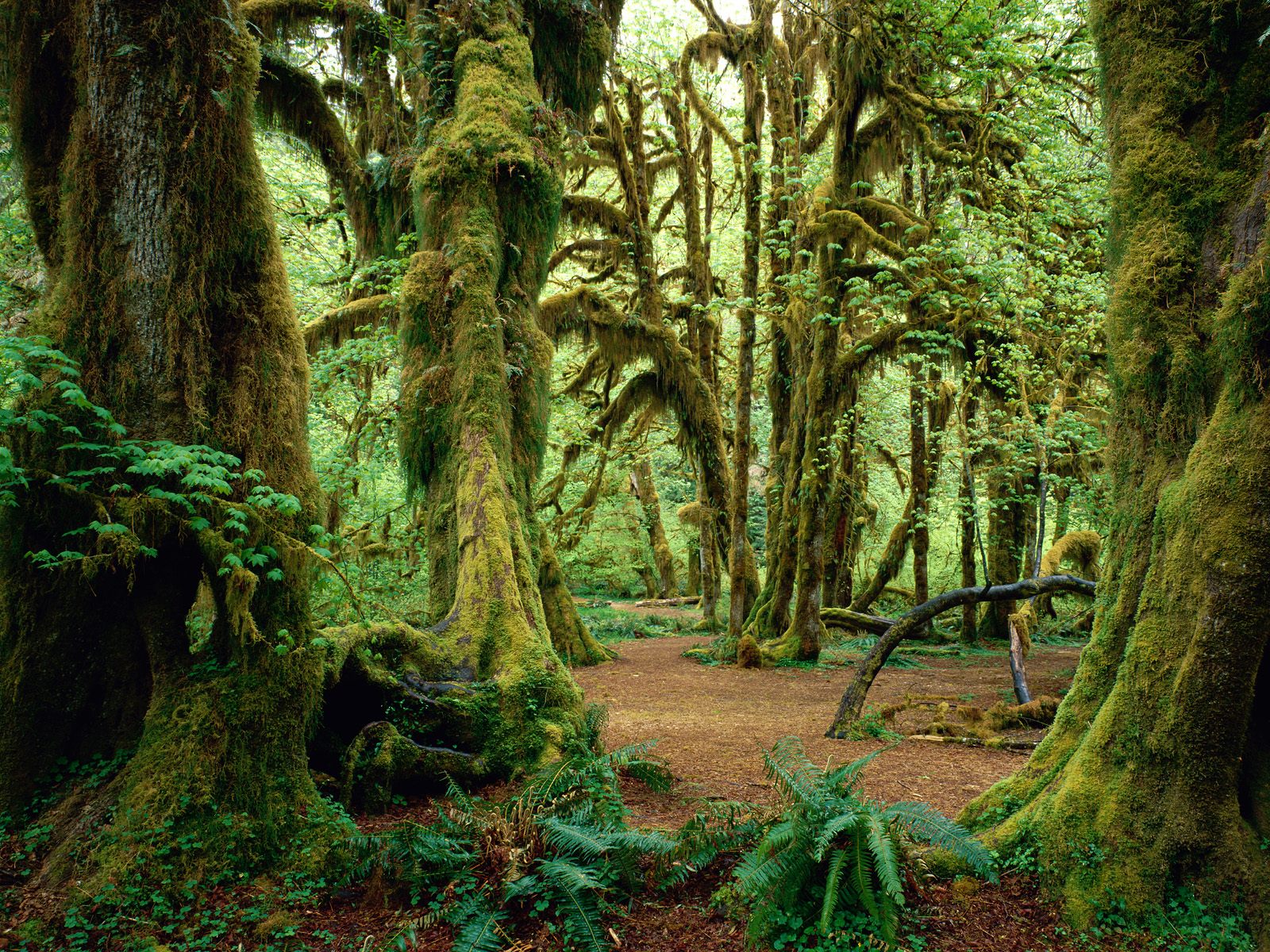 Rainforests Are Forests Characterized By High Rainfall With