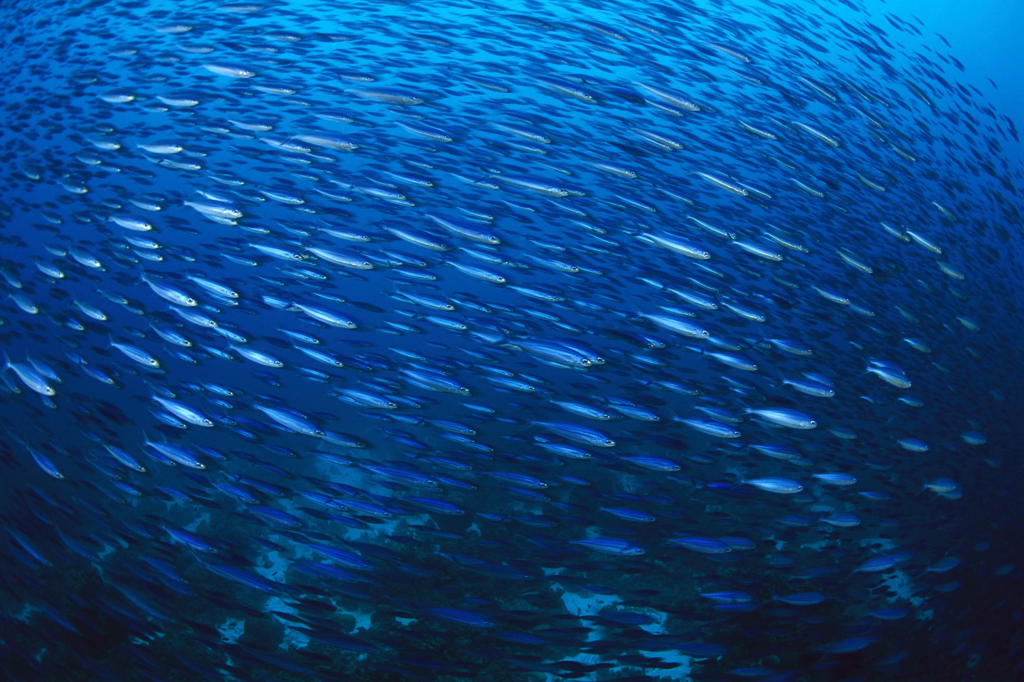 Water Ocean Wallpaper 2000x1333 Water Ocean Sea Animals Fish