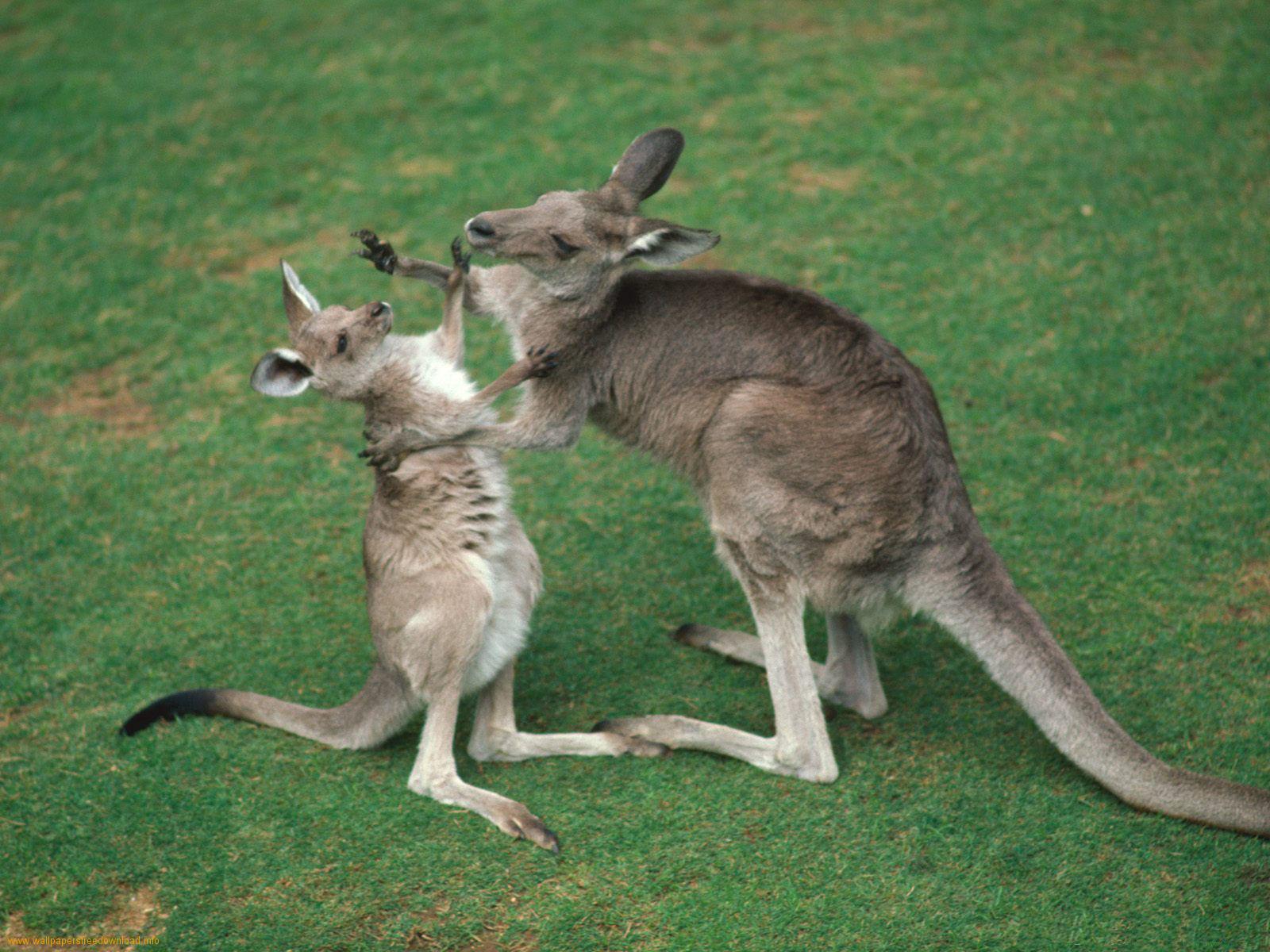 Kangaroo Pictures Animal Spot