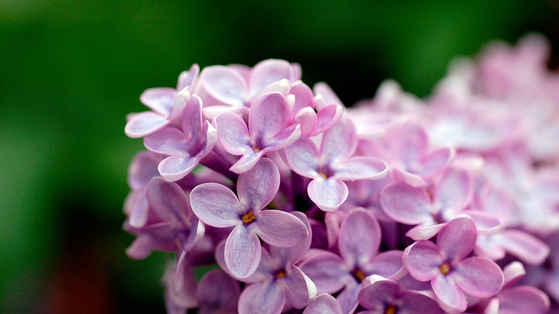 Lilac Flowers Wallpaper Magic4walls