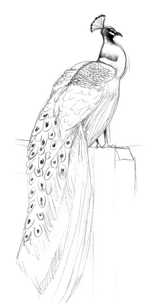 Peacock Drawing Sketch Of A At The Zoo