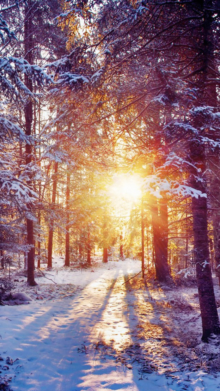 Winter Dawn iPhone Wallpaper HD
