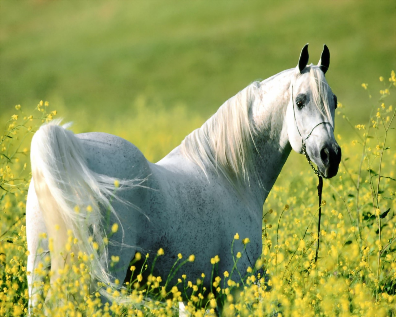 Awesome HD Horse Wallpaper
