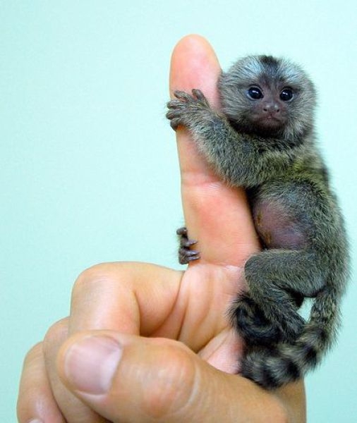 Finger Monkeys Unseen Pictures You