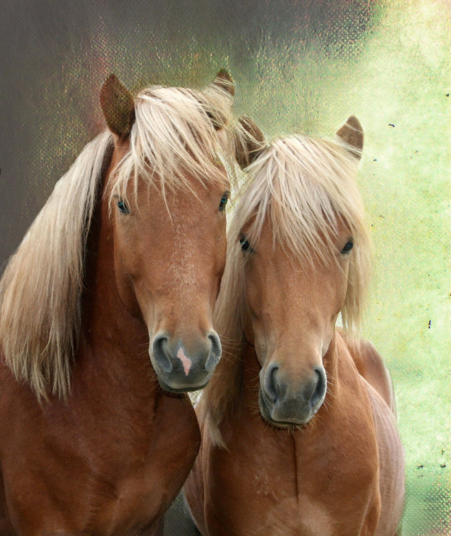 Pony Picture Wallpaper