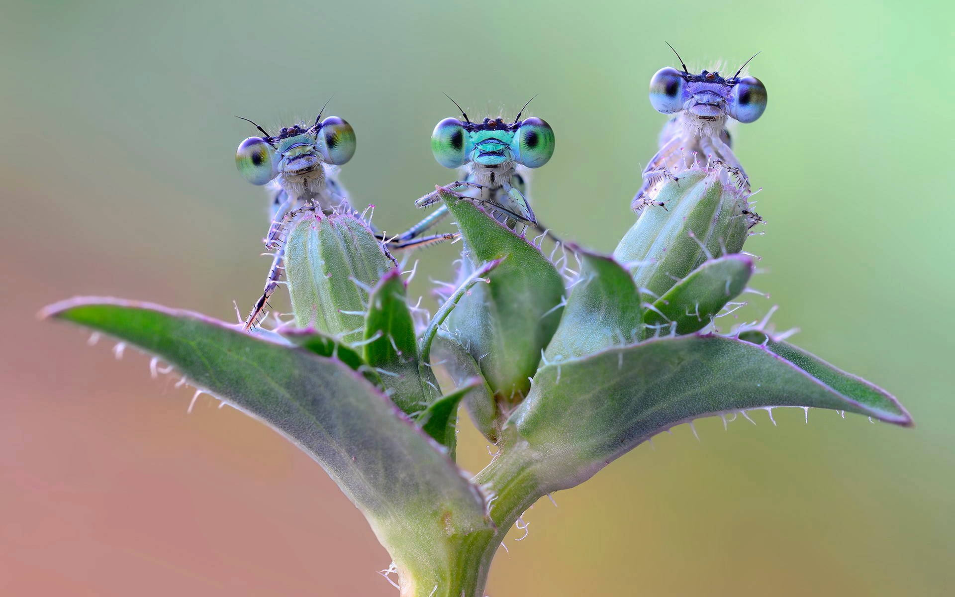Insect Adorable Dragonflies Ta9s5u7zegvnuom8 Wallpaper