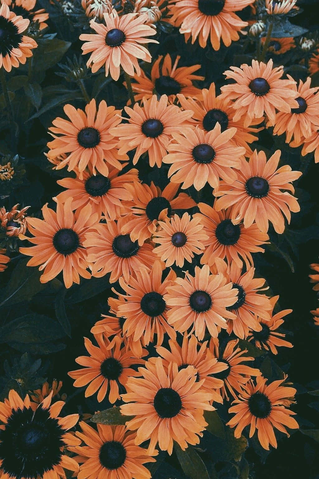 Floral Aesthetic iPhone Wallpaper