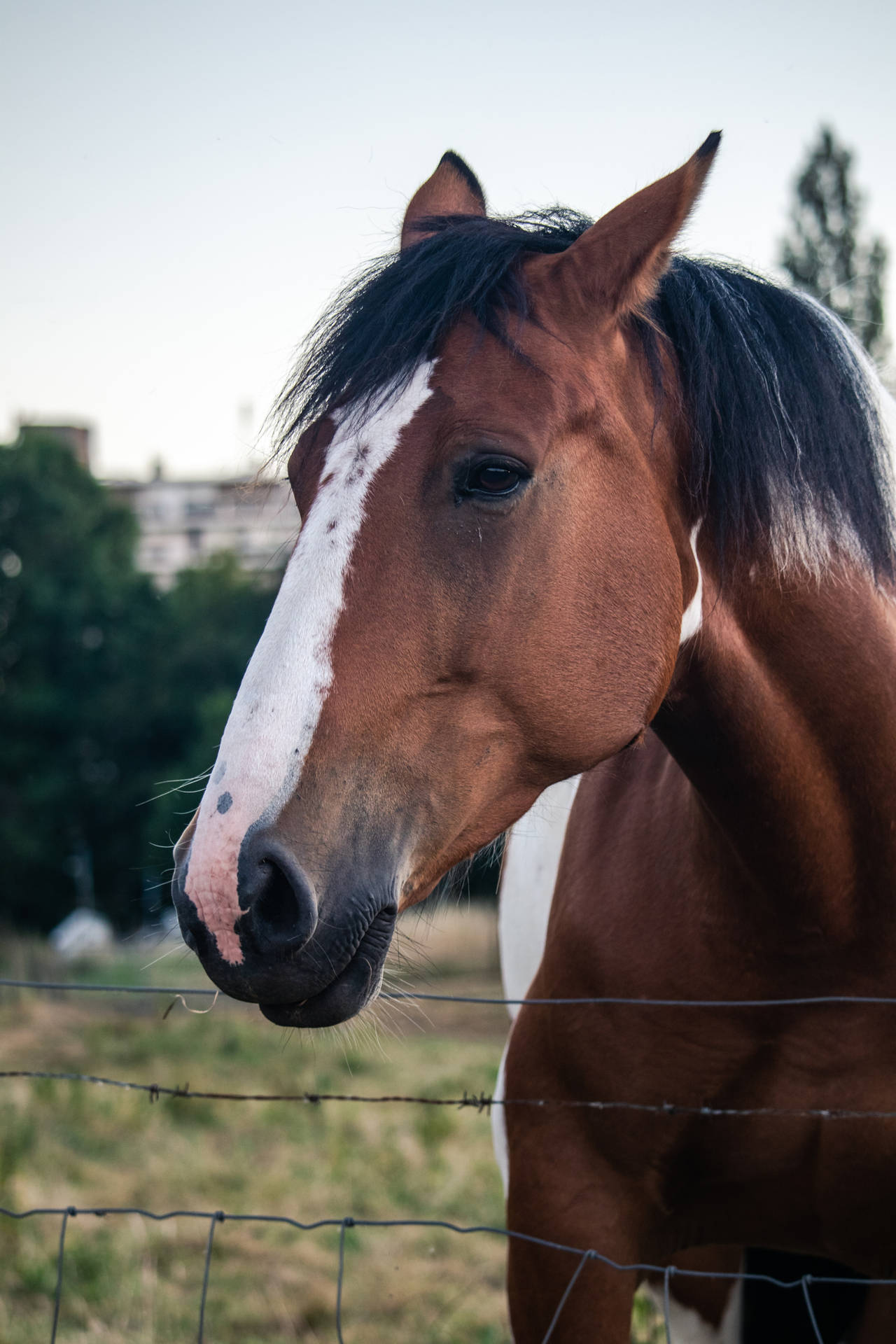 Top Horse Face Wallpaper Full HD 4k To Use