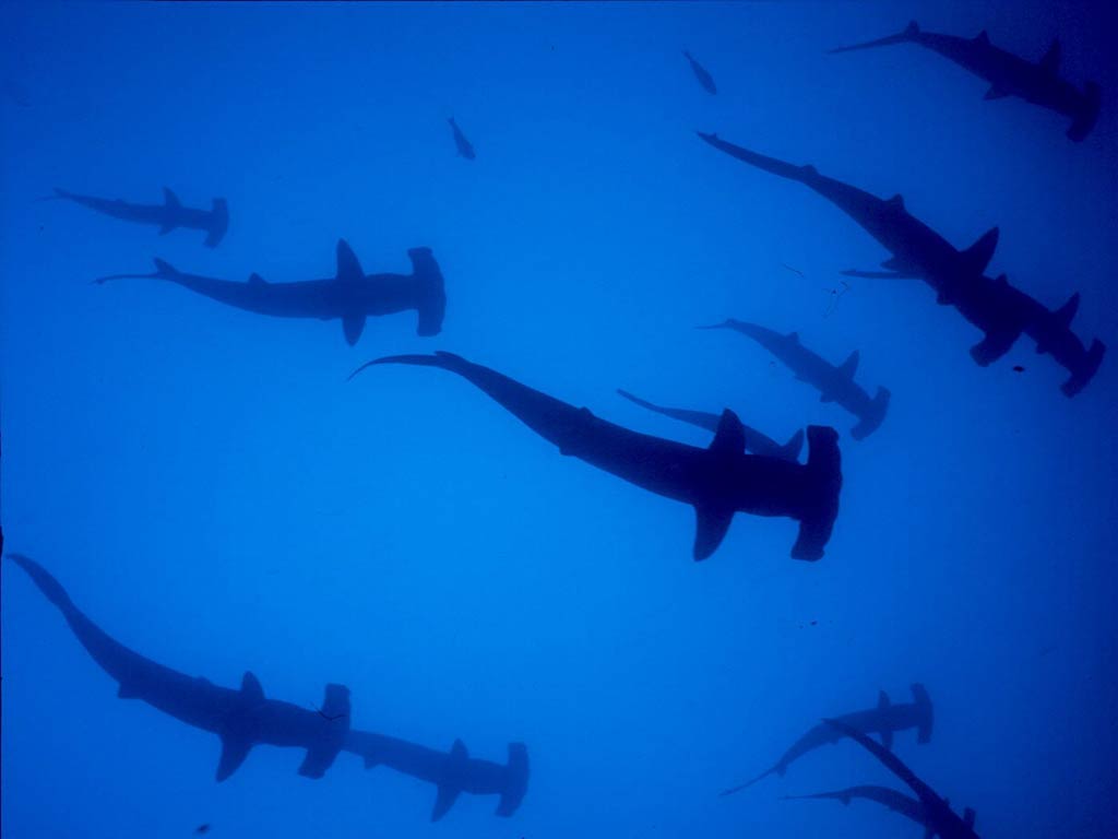Pics Photos Underwater Background With Sharks Whitetip