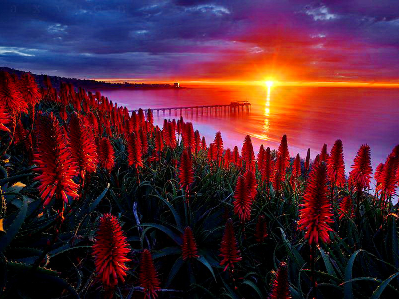 Sunset Over Bridge With Red Flowers Wallpaper