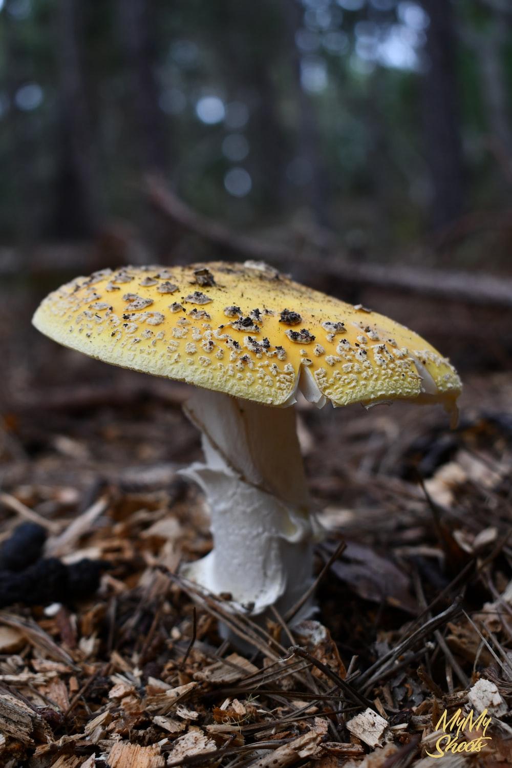 A Mushroom Growing In The Woods Photo Fungus Image