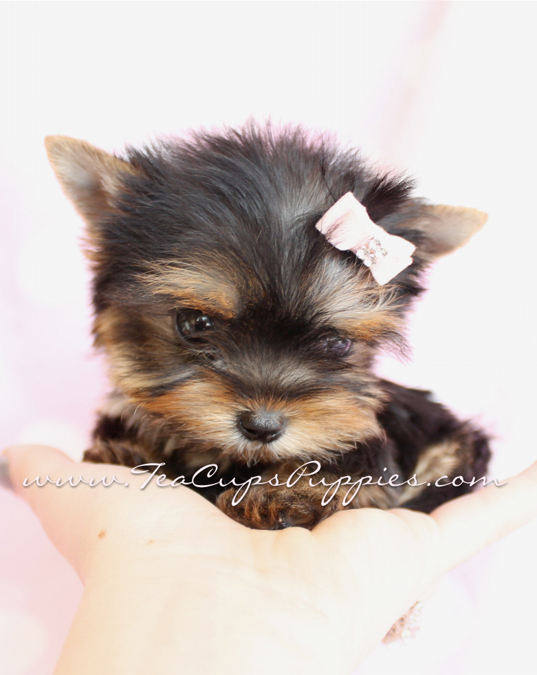 Teacup Yorkie Puppy Puppies For
