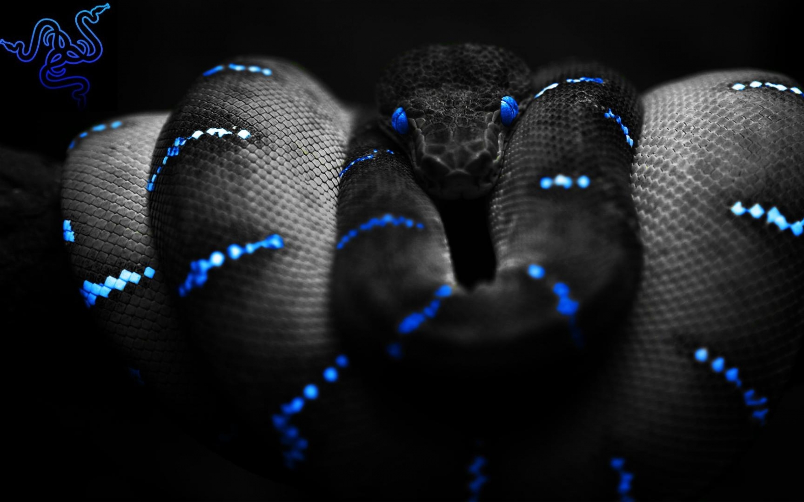 Blue Eyes Snakes Razer Wallpaper Miscellaneous HD