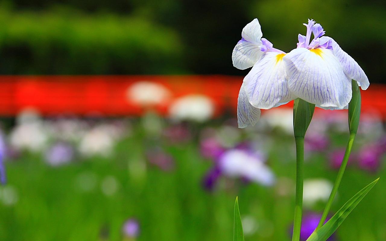 Iris Flower Wallpaper