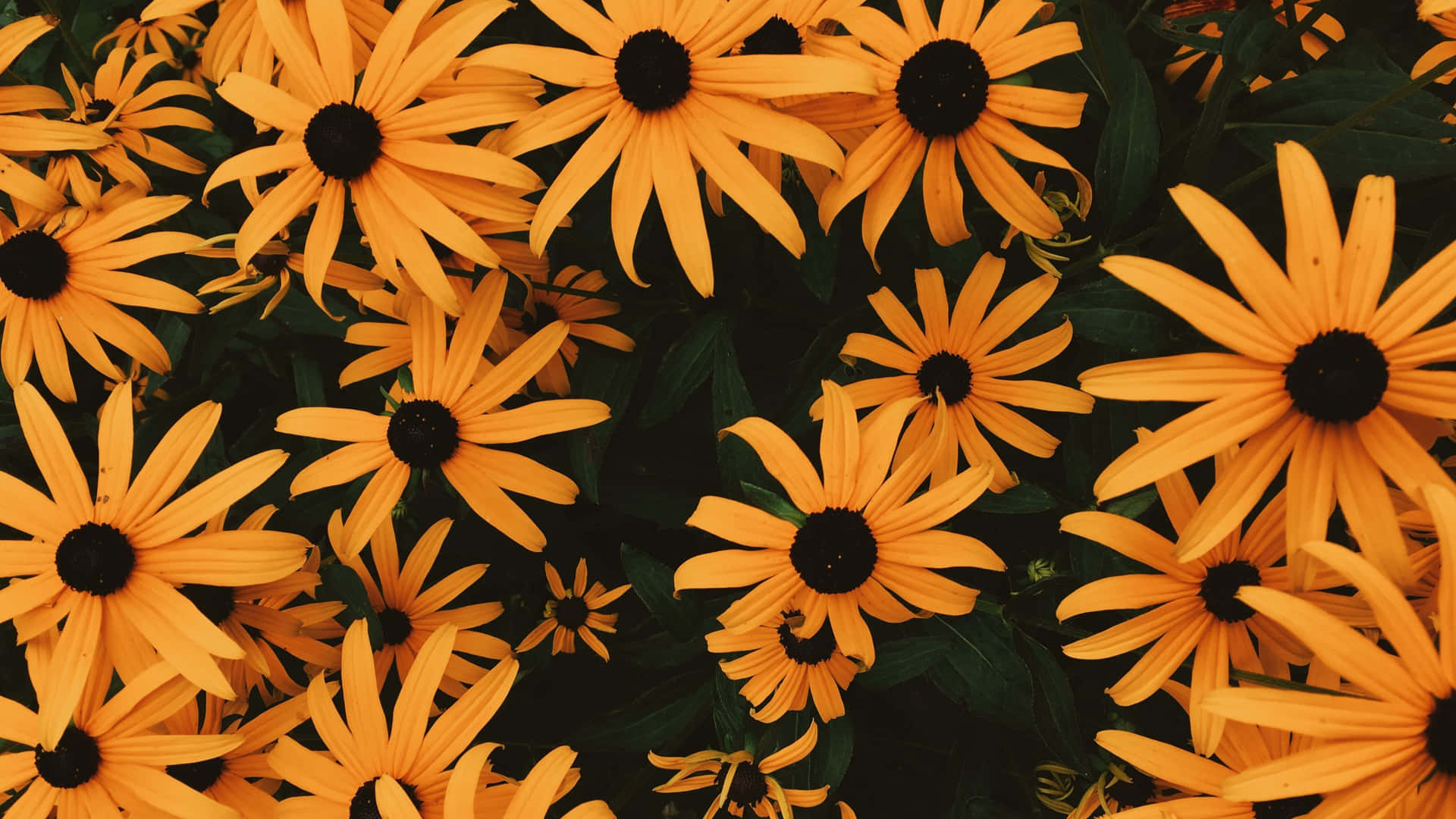 Daisy Aesthetic Computer Wallpaper