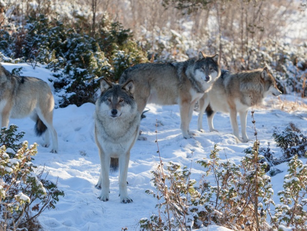 Wallpaper Wolves In Winter Forest Photo Pictures